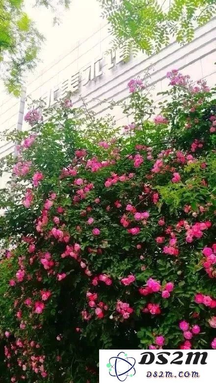 原神蔷薇花怎么找