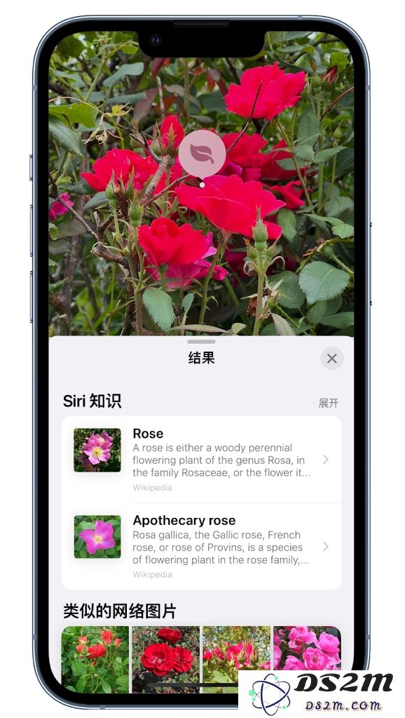苹果 iOS 17“看图查询”功能使用方法