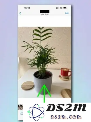如何使用 iPhone 相机识别植物和花卉？