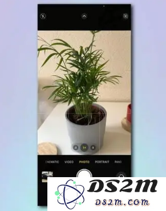 用 iPhone 相机轻松识别各种植物和花卉的实用方法与技巧