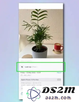 如何使用 iPhone 相机识别植物和花卉？