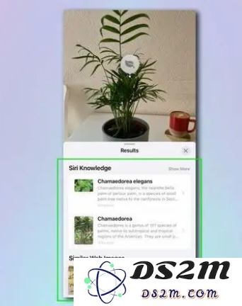 如何使用 iPhone 相机识别植物和花卉？