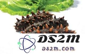 刺参究竟是不是那种带刺的海参？探索刺参的真正特征与分类