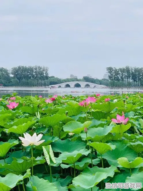▶独家｜技巧 最新攻略，紧急登录福利+隐藏攻略大公开！错过等一年系列→