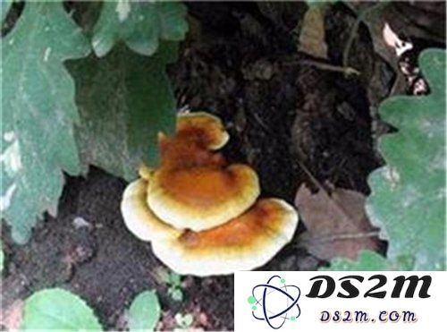 原神海灵芝究竟是谁？揭示其真实身份与背后的故事
