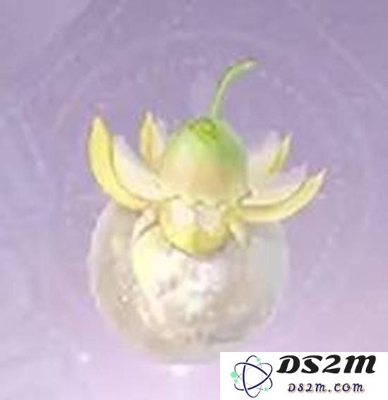 无限暖暖日光果在什么地方获得 日光果制作心愿蔷薇方法：亲身体验，带你收获梦幻花园