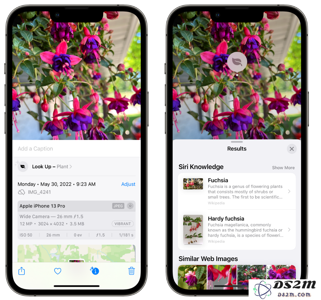 小窍门：利用 iPhone 相机轻松识别各种花卉植物的实用技巧