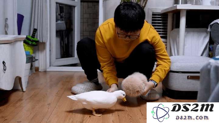 今年又一个火出海外的中国AI，萌翻了