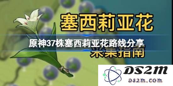 原神塞西莉亚花全采集路线 塞西莉亚花路线分享：轻松获取花瓣？ 冒险不再迷失