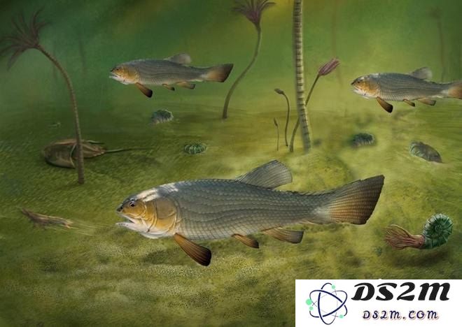 《原神》中仍有未被发现的鱼类物种，探索海洋生物的新奇奥秘