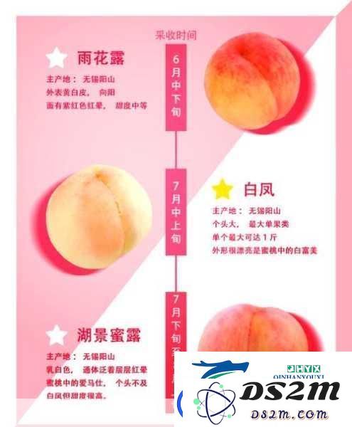 水蜜桃编码1038：深入探讨水蜜桃背后的美味秘密与其独特的风味魅力