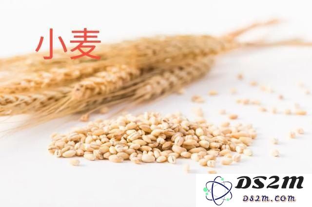 在原神中如何进行小麦的加工步骤和所需材料详细介绍