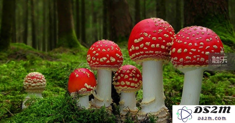 从《星际旅行者》《机械城市探秘》到《黑脸绅士》：“蘑菇社”在捷克的创意与探索历程