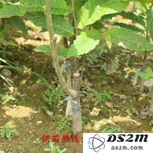 原神游戏中获取公英籽的最佳方法和技巧分享