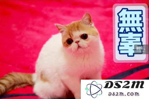另一个兴趣是晒猫……