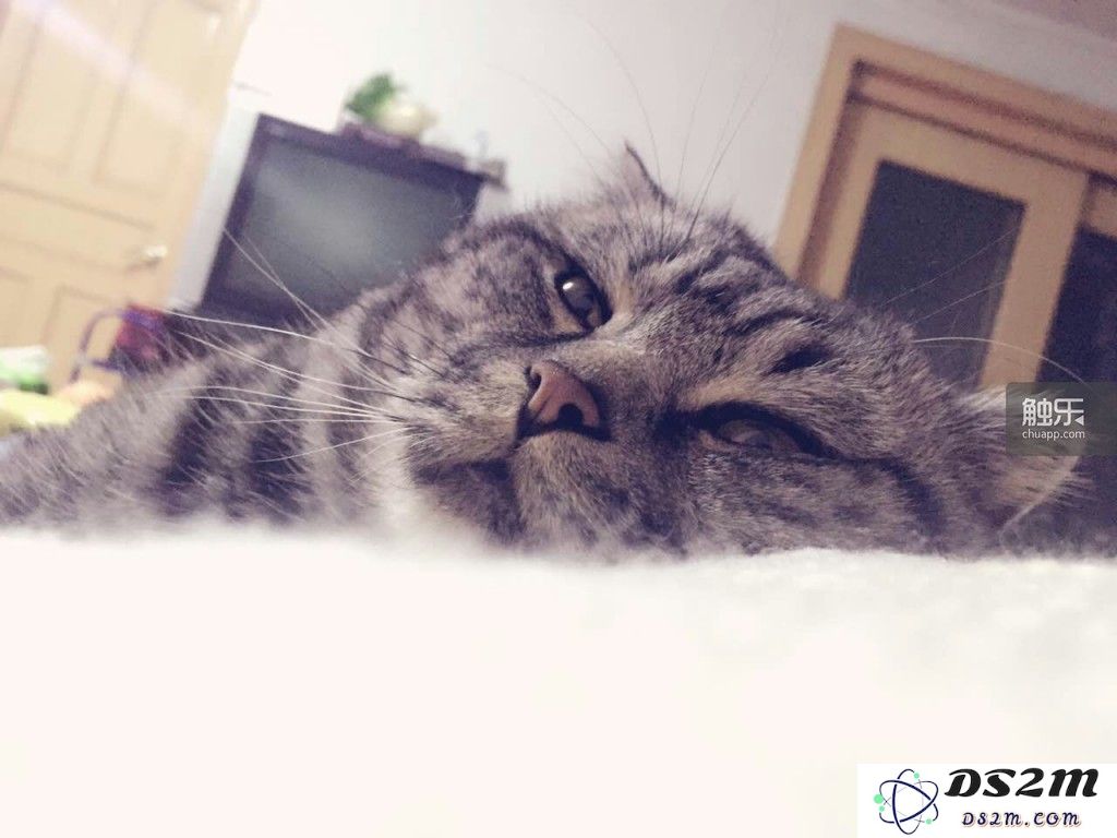 那些与游戏开发者们共同生活的猫咪们的趣闻与故事