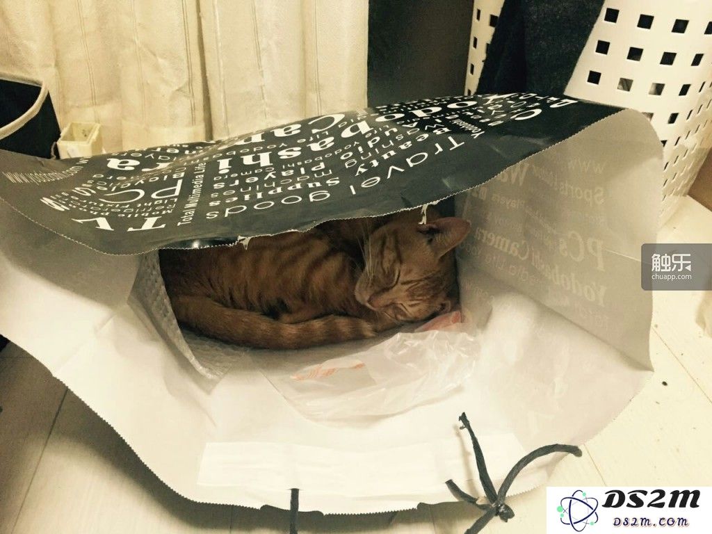 李昊“专业”拍摄下的《猫》。