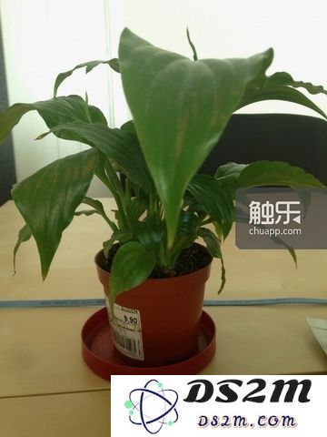 想到《生化危机》,人们想到的不是僵尸,而是好不科学的把一盆草用嘴巴嚼成烂泥,然后合成的补血药……(这是我同事养的花)