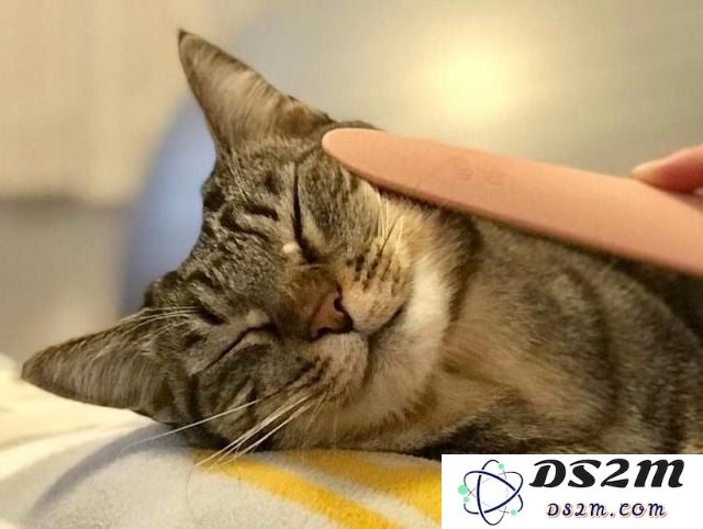 怎么喂猫原神