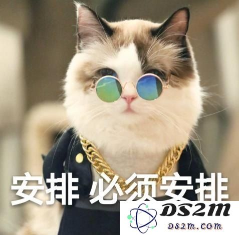 如何在原神中给猫咪选择合适的食物和喂养技巧