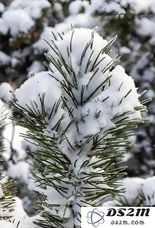 在小森生活中，雪松树的神秘分布背后究竟蕴藏着怎样不为人知的秘密呢？