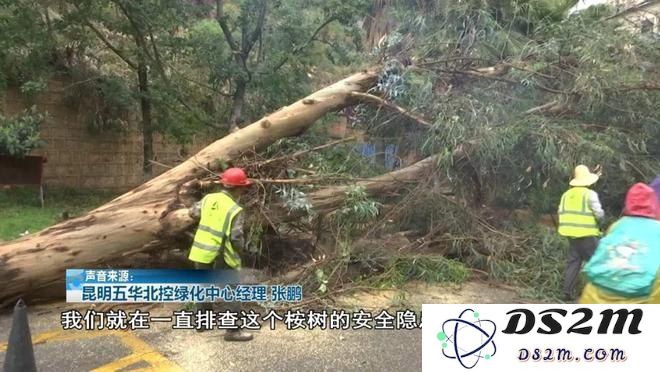 原神砍树攻略：哪些树木可掉落木材-3.4版本实测