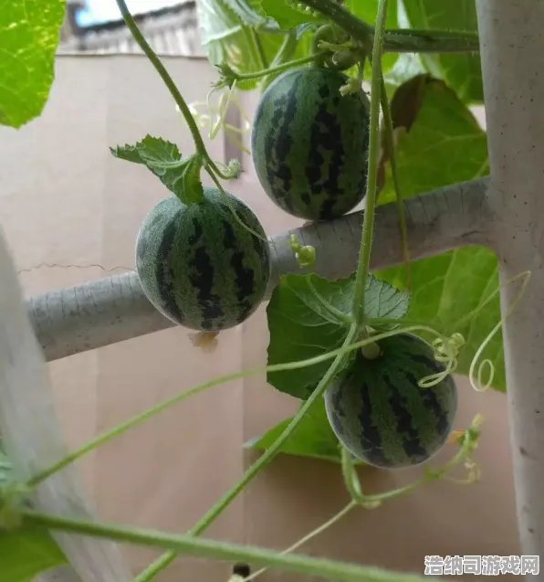 →最新！合成大西瓜突发双倍掉落活动！隐藏关卡秘籍大公开，合成西瓜王的终极攻略！