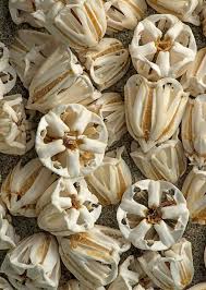 亚里士多德提灯属于哪类海洋生物的捕食器官，它的功能和形态特征是什么