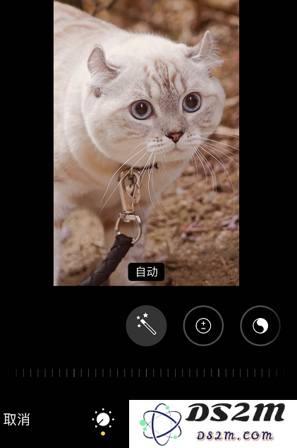 iPhone 11 照片编辑秘诀：利用“复制”选项完美保留原始照片