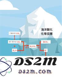 海洋酸化对哪些生物的钙化过程产生直接影响及其生态后果研究