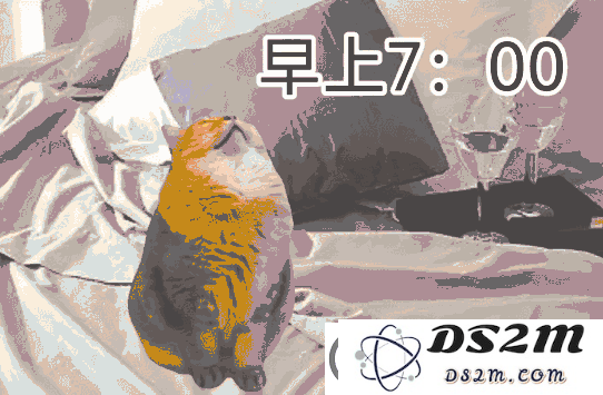 占据互联网大半的猫梗