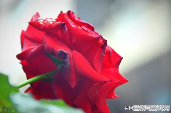 狂欢限时礼包覆盖全境|限时优惠|今日更新咸鱼之王|抖音热销|深入分析|新手攻略｜数据实测｜深度解析｜装备推荐｜零氪玩法