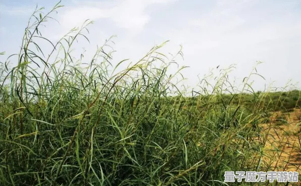 《蚂蚁森林》2025年发售日期正式确认！最新配置需求及独家内部消息曝光