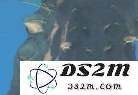 原神蛇神之首鲸井小弟手鞠在哪 鲸井小弟手鞠位置说明：追寻隐藏的神秘之旅